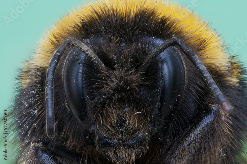 macro bumblebee photo