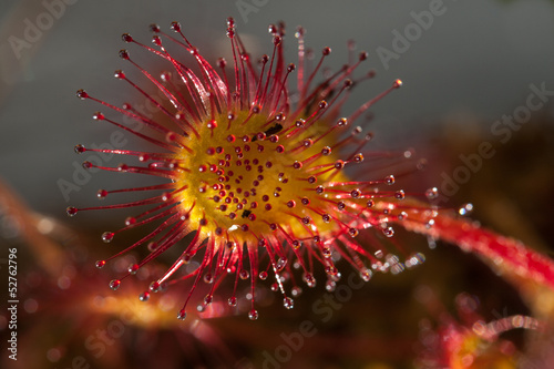 Round Leaved Sun Dew