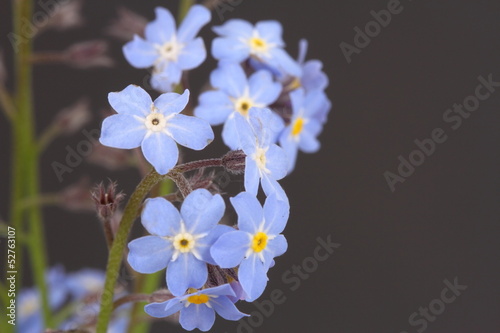 Forget me nots Myosotis