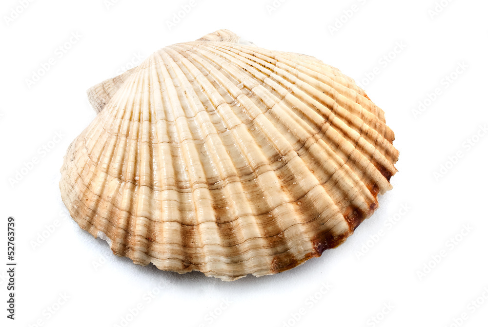 Scallop.