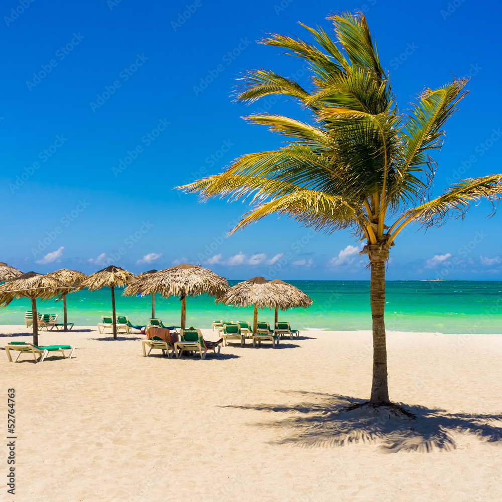 Varadero beach in Cuba with a coconut tree Varadero beach in Cuba with a coconut tree