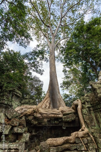 Banyan tree in Angkor