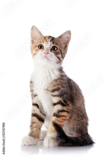 Multi-colored kitten.