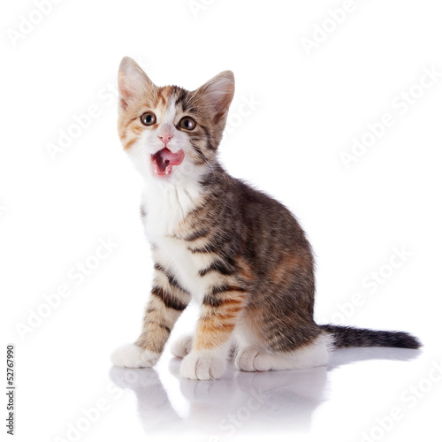 Fototapeta Naklejka Na Ścianę i Meble -  Licking lips multi-colored kitten.