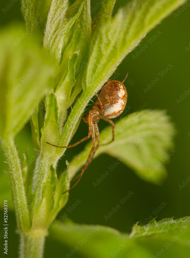 Metellina segmentata Metellina segmentata