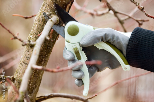 Man with gloves is cutting branches from tree