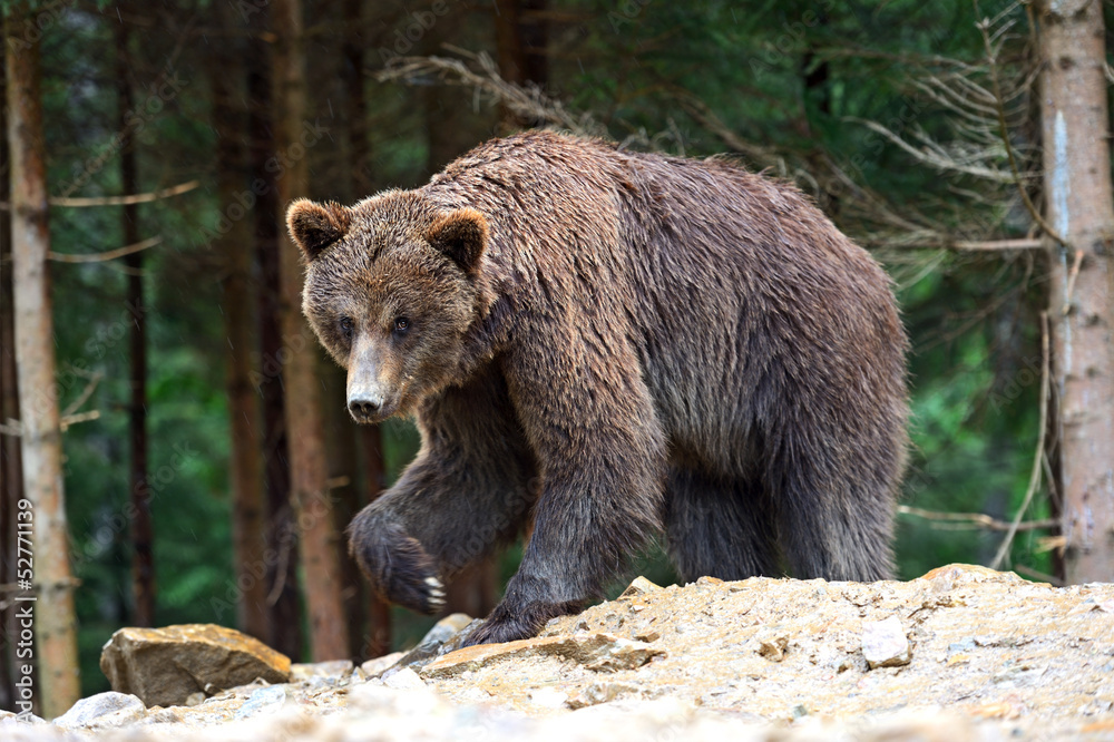 Brown bears in the Carpathians.