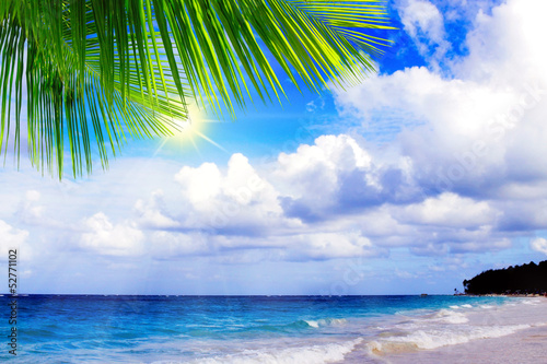 Palme am ruhigen karibischen Strand.