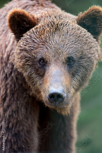 Brown bears in the Carpathians.