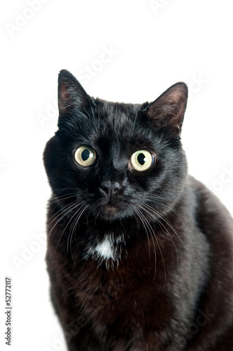 Black cat portrait