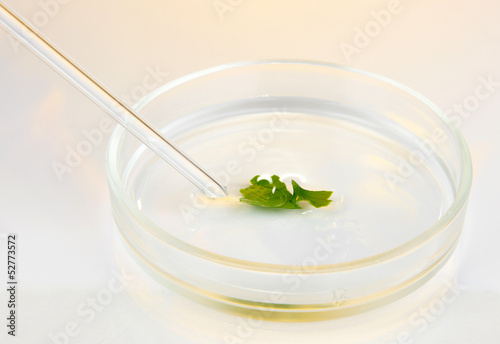 Chemical research in Petri dish on light yellow background