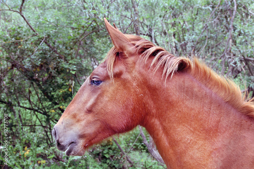 Cabeza de caballo, equus, Valdastillas, España photo