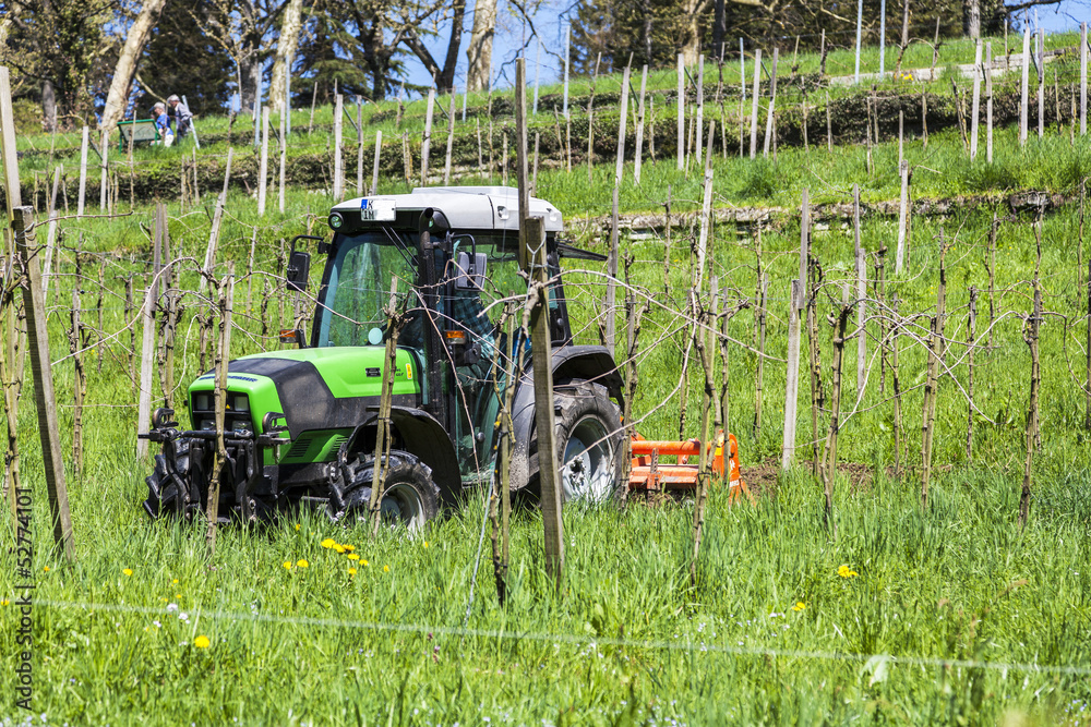 Obraz premium Weinberg