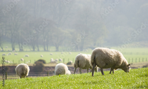 Healthy sheep and livestock, Idyllic Rural, UK