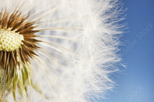 Beautiful dandelion with seeds on blue background