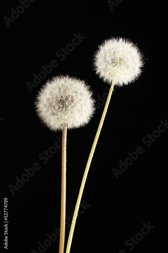 Beautiful dandelions with seeds on black background