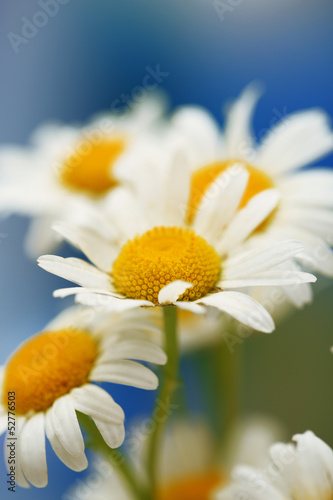 Beautiful wild camomiles  outdoors