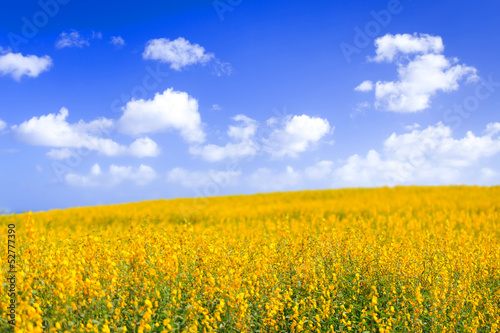Yellow flower fields with blue sky background © littlestocker
