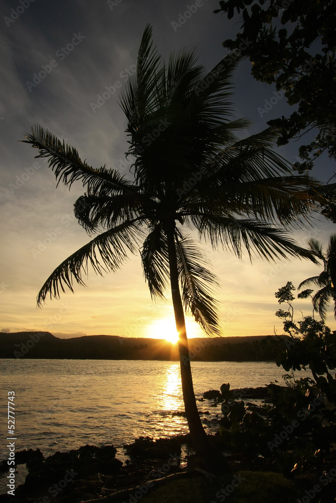 Fototapeta premium Silhouette of palm tree at sunrise, Las Galeras beach