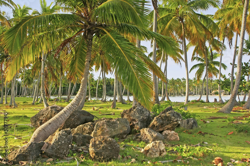 Coconut trees grove  Las Galeras beach  Samana peninsula