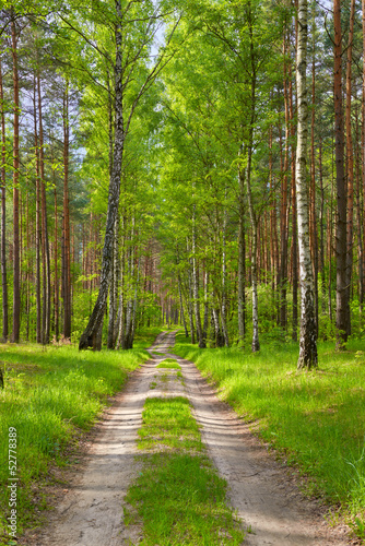 The way by the forest. Beautiful wallpaper. © boguslaw