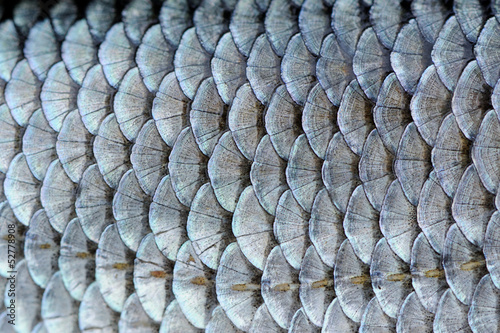 Real Roach Fish Scales Background