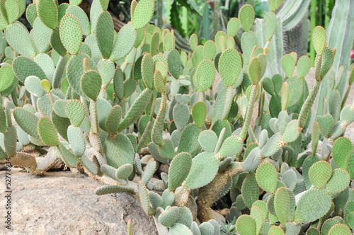 opuntia stricta cactus