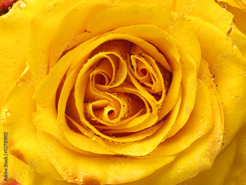 Fototapeta Naklejka Na Ścianę i Meble -  Yellow rose closeup