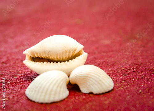 seashells on red floor background