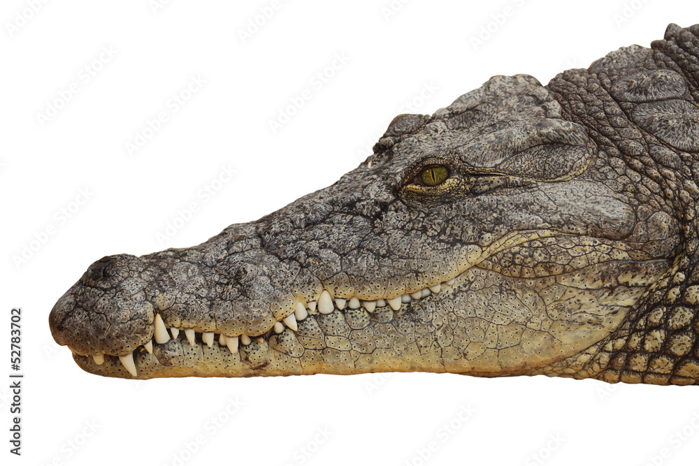 Fototapeta premium photograph of the head of a nile crocodile
