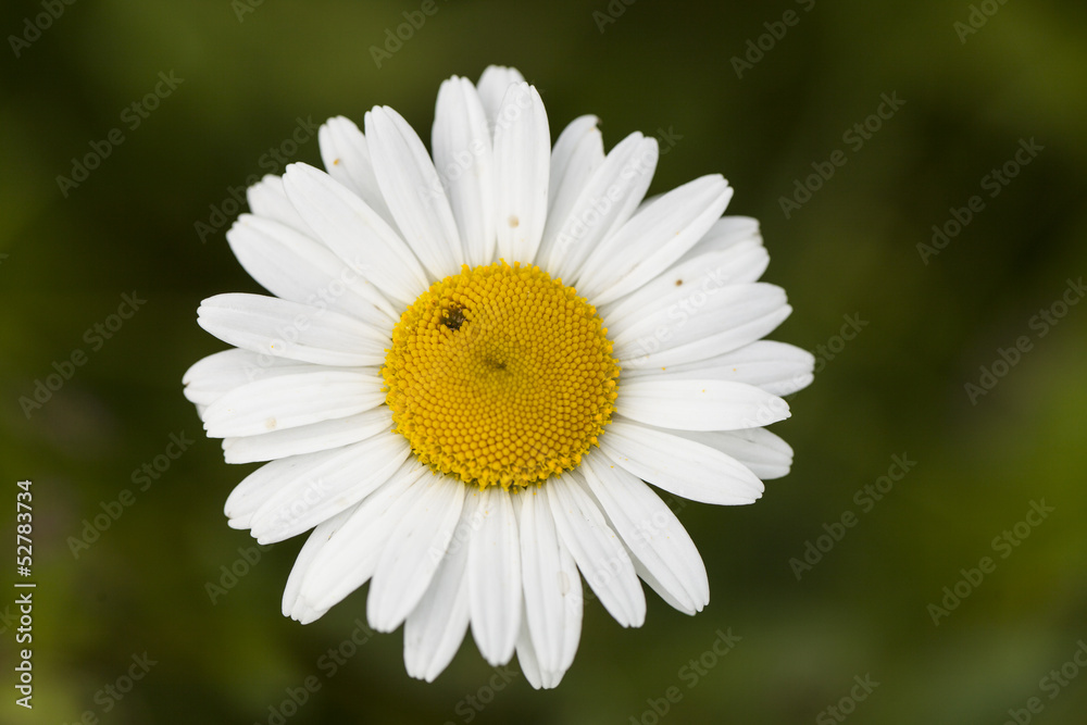 Magerwiesen-Margerite (Leucanthemum vulgare) Magerwiesen-Margerite (Leucanthemum vulgare)