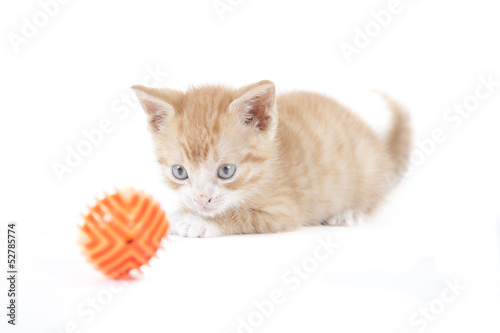 red kitten isolated on white background