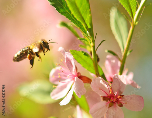 flying bee © rufar