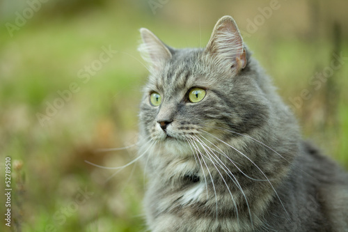 Gray siberian cat walking in forest