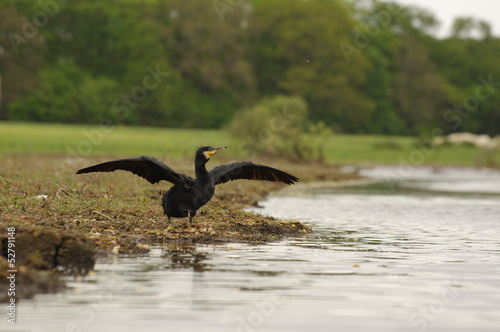 Sèchage des ailes au bord de l'eau - Grand cormoran photo