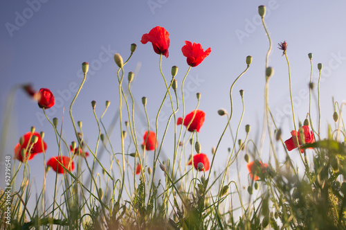 poppy flower field