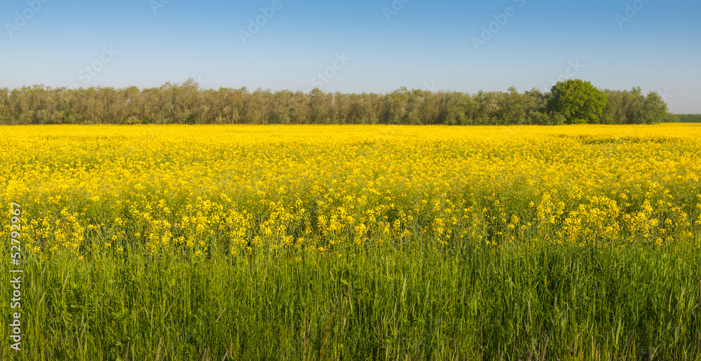Yellow flowering rapeseed in a Dutch field in springtime