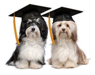 Two eminent graduation havanese dogs wit cap