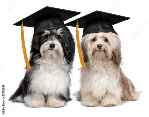 Two eminent graduation havanese dogs wit cap