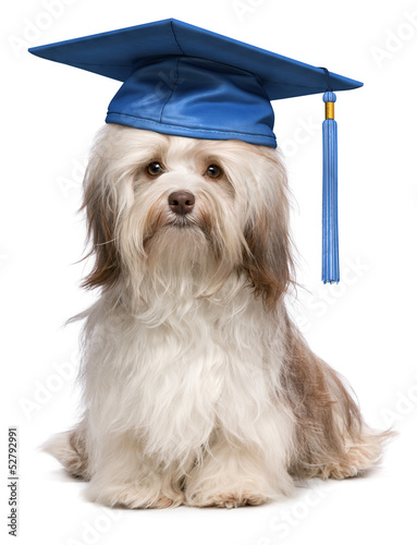 Картината върху платно Cute eminent graduation havanese dog wit blue cap