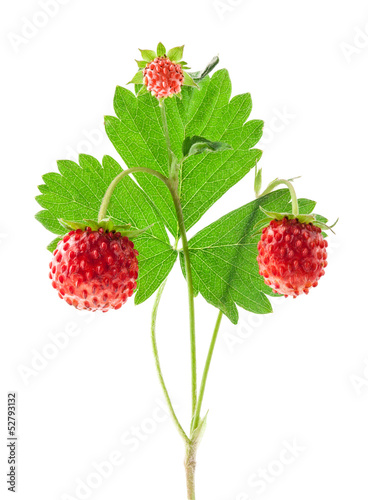 Wild strawberry isolated on white background, closeup