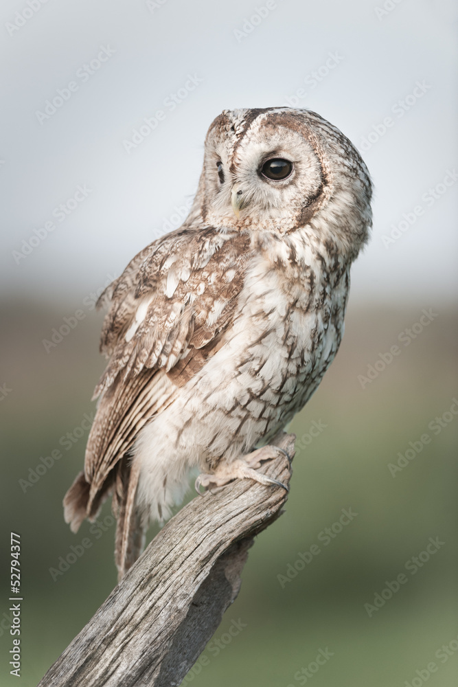 Fototapeta premium Tawny Owl