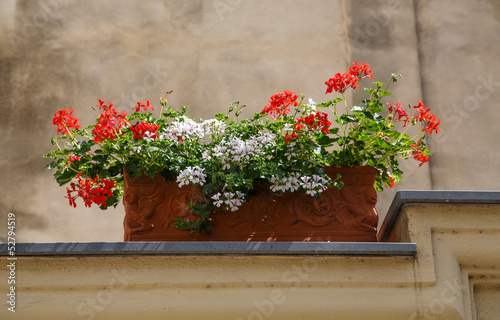 Fototapeta Naklejka Na Ścianę i Meble -  Red and White Flowers in Planter