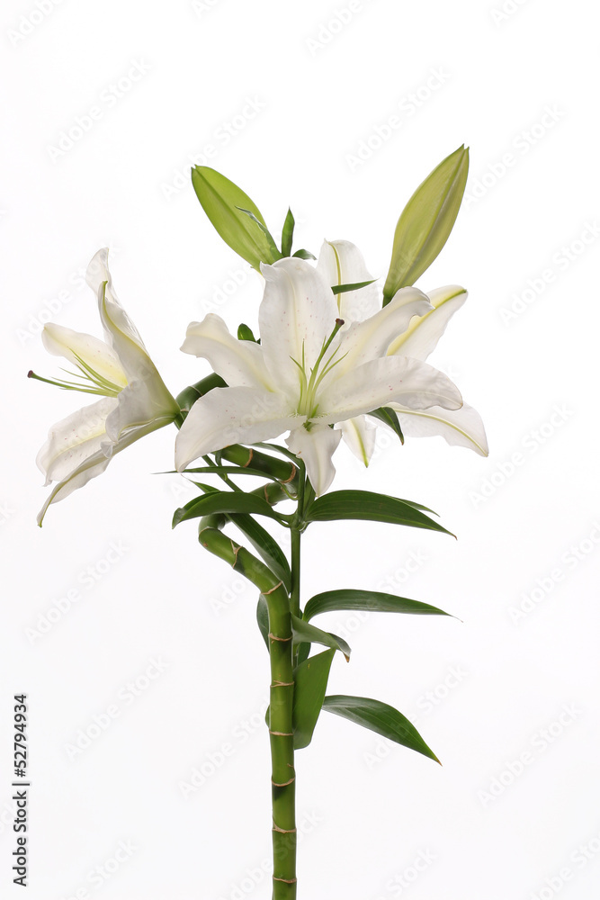 Fototapeta premium spring flowers