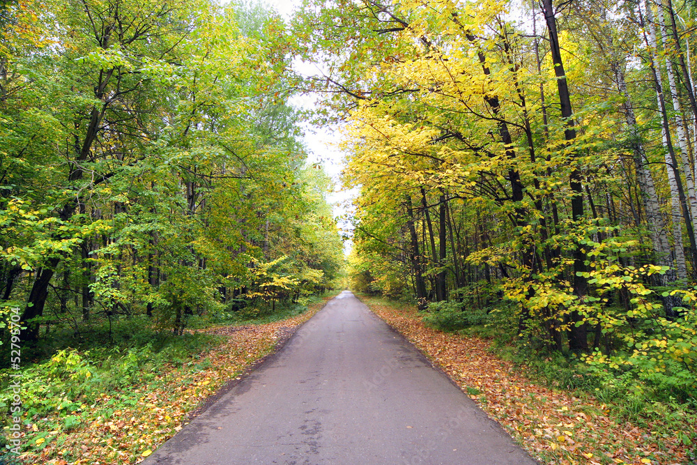 Naklejka premium autumn landscape