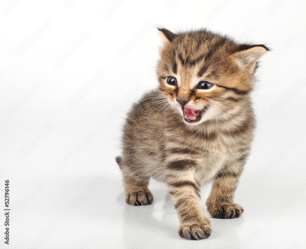 angry mewoing beautiful cute 20 days old kitten sitting