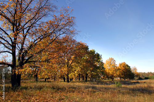 autumn day in the oak grove