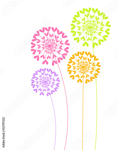Colorful dandelion flowers