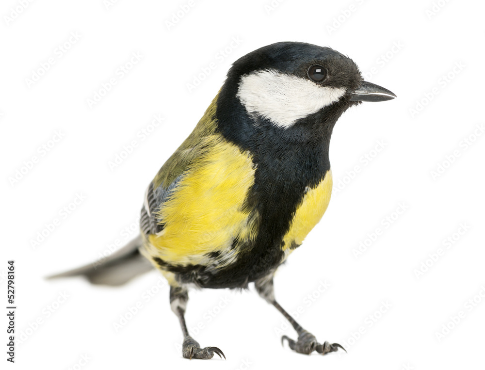 Naklejka premium Male great tit, Parus major, isolated on white