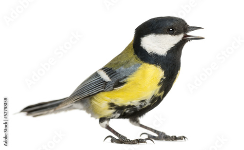 Male great tit tweeting, Parus major, isolated on white